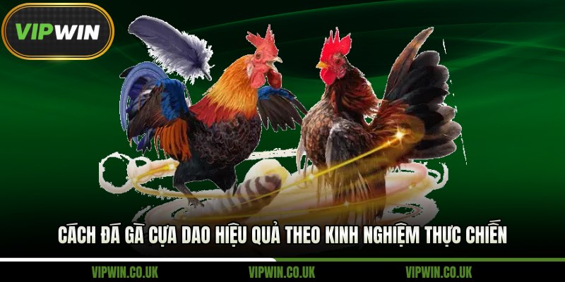 cách đá gà cựa dao