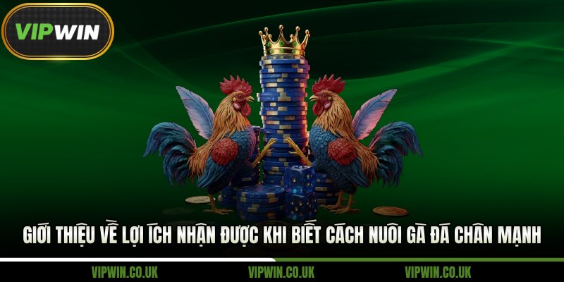 Giới thiệu về lợi ích nhận được khi biết cách nuôi gà đá chân mạnh