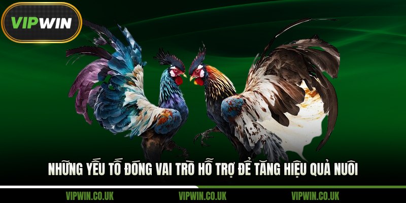 Những yếu tố đóng vai trò hỗ trợ trong cách nuôi gà đá chân mạnh