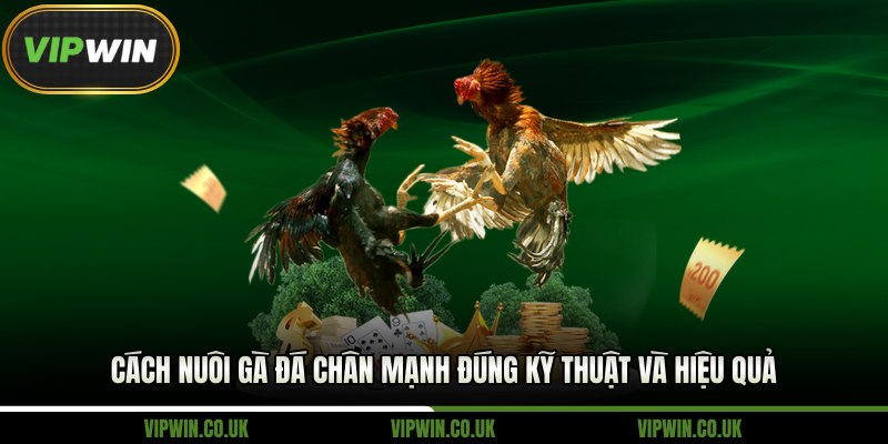 cách nuôi gà đá chân mạnh