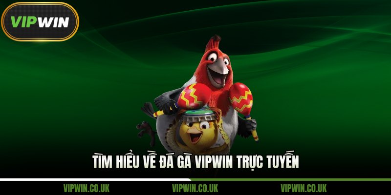 Tìm hiểu về đá gà Vipwin trực tuyến