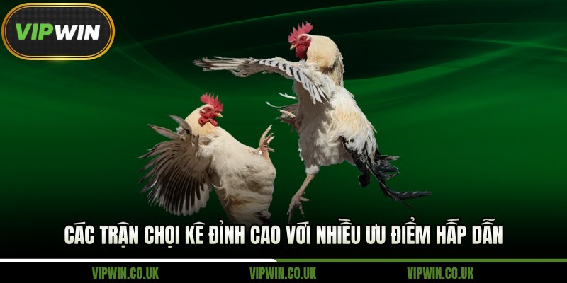 Các trận chọi kê đỉnh cao với nhiều ưu điểm hấp dẫn